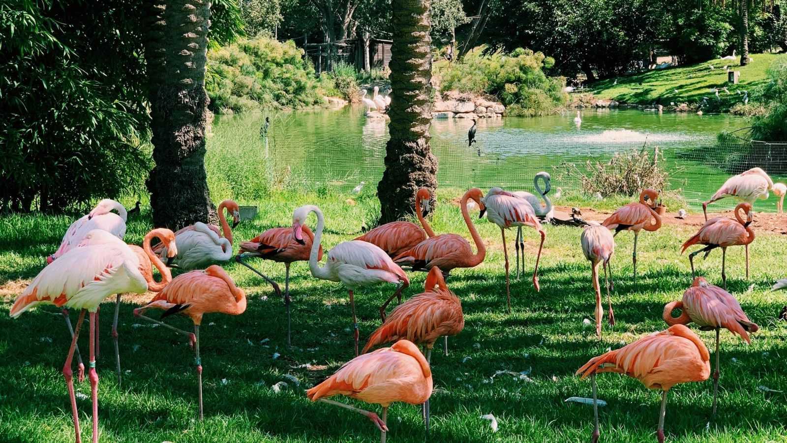 Visiting the Biblical Zoo on a family vacation in Israel